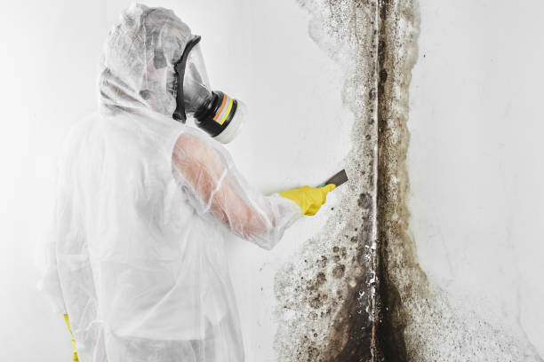 Best Preventive Mold Services in Mcqueeney, TX