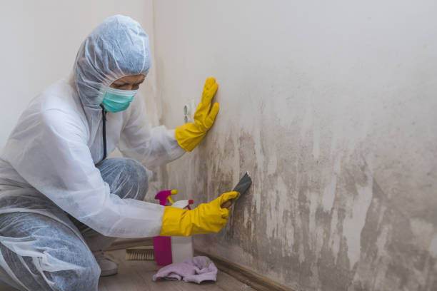 Best Industrial Mold Remediation in Mcqueeney, TX