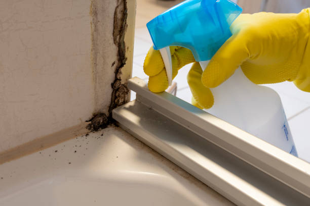 Reliable Mcqueeney, TX Mold Remediation Solutions