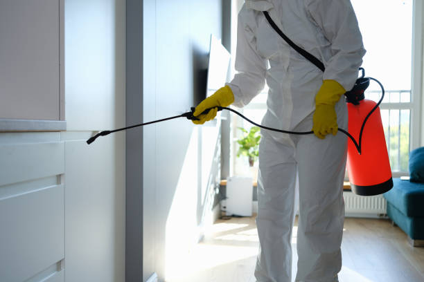 Best Black Mold Remediation in Mcqueeney, TX