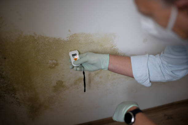 Best Health and Safety Mold Remediation in Mcqueeney, TX