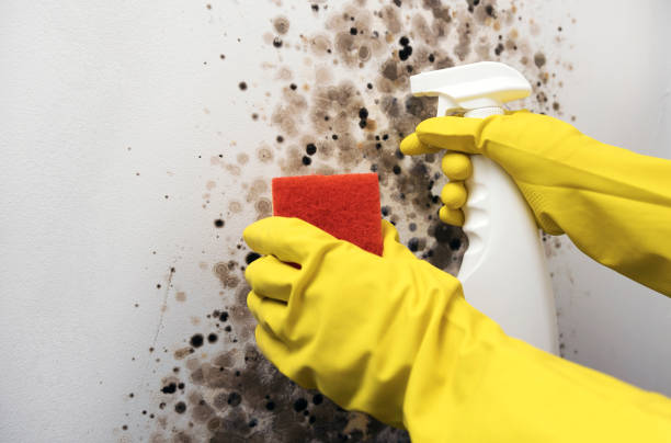 Best Post-Remediation Services in Mcqueeney, TX
