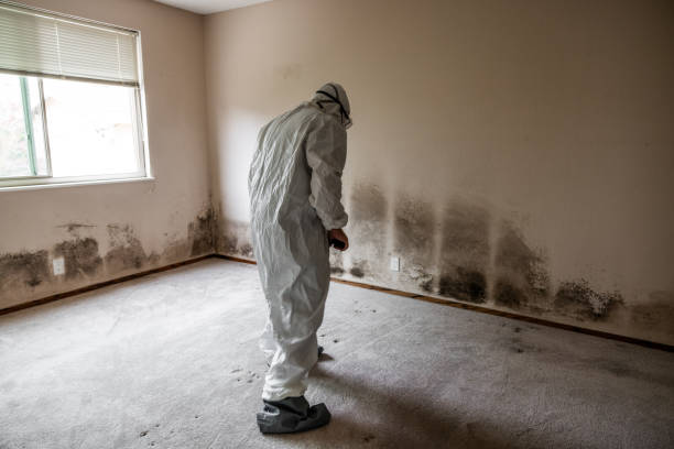 Best Kitchen Mold Remediation in Mcqueeney, TX