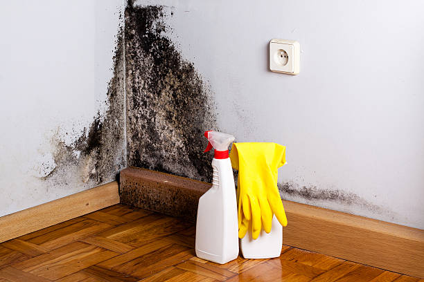 Best Emergency Mold Remediation in Mcqueeney, TX