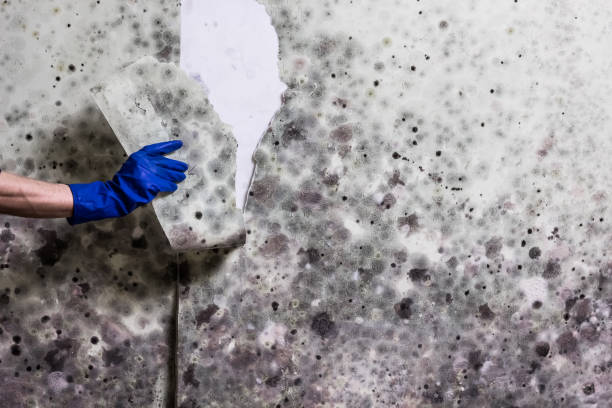 Best Health and Safety Mold Remediation in Mcqueeney, TX