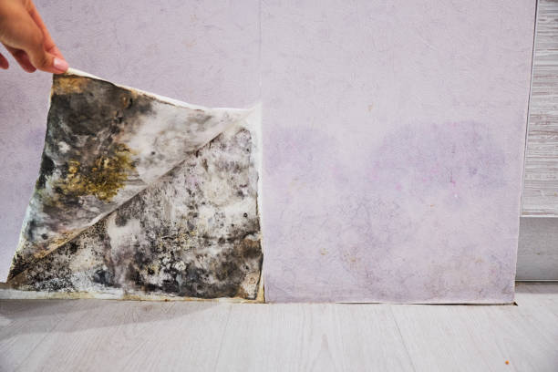 Best Mold Remediation for Specific Building Types in Mcqueeney, TX